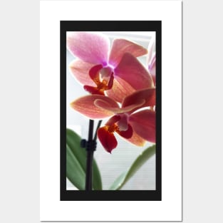 Orchids Posters and Art